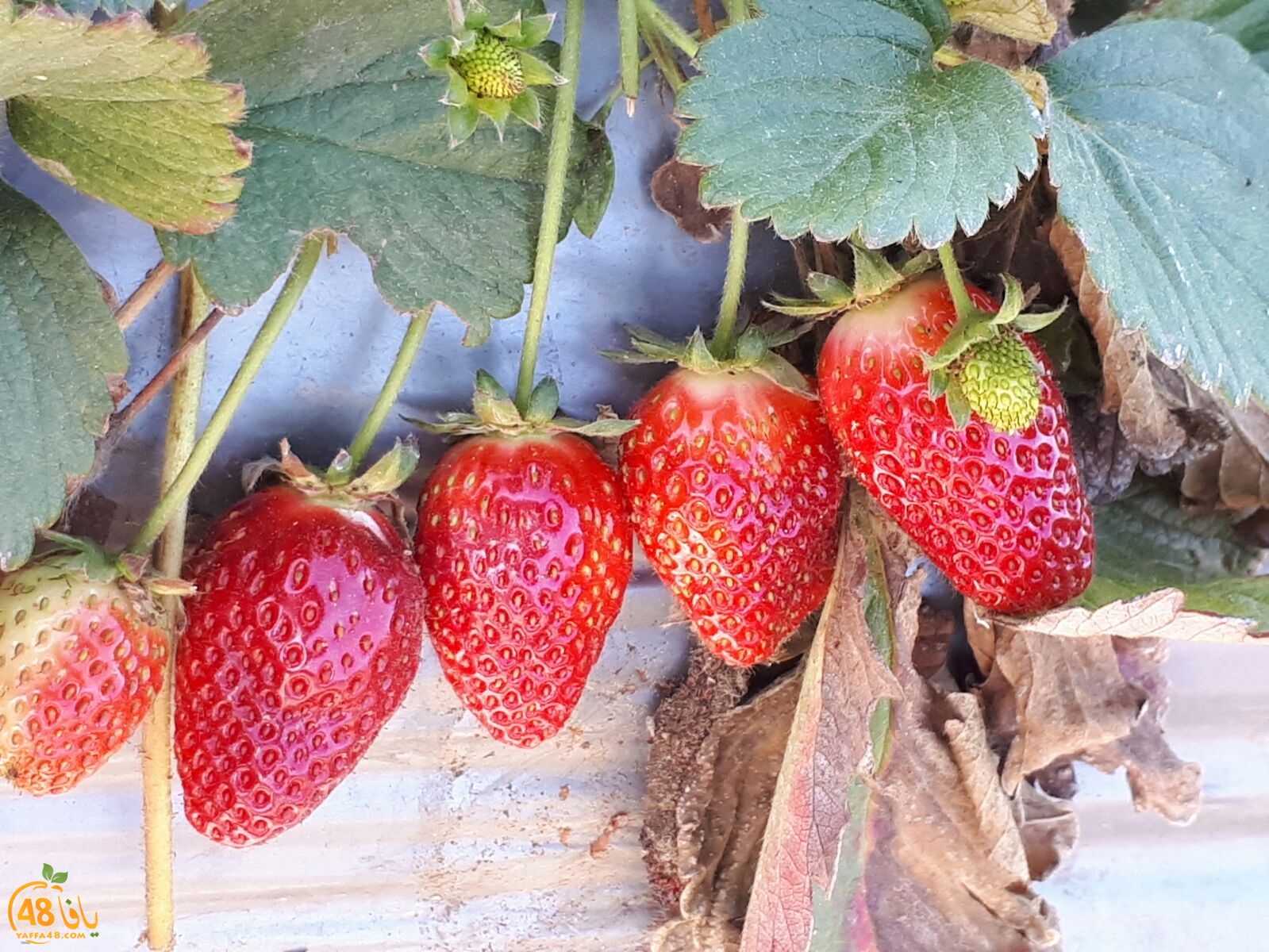 ab7bableaqsaa3 (23).jpg